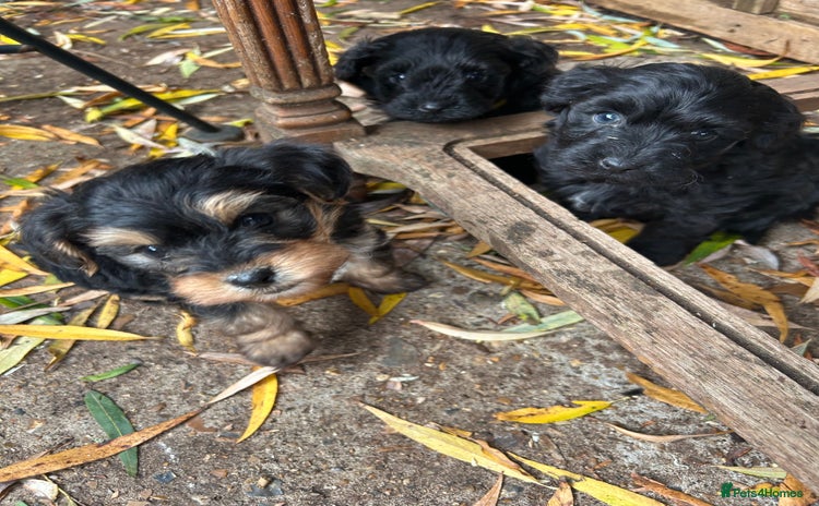 Yorkiepoo dogs Yorkiepoos - Advert 1