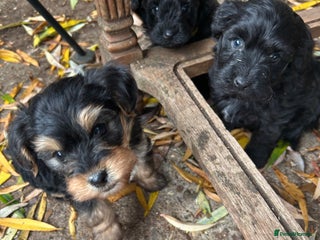 Yorkiepoo dogs Yorkiepoos - Advert 8