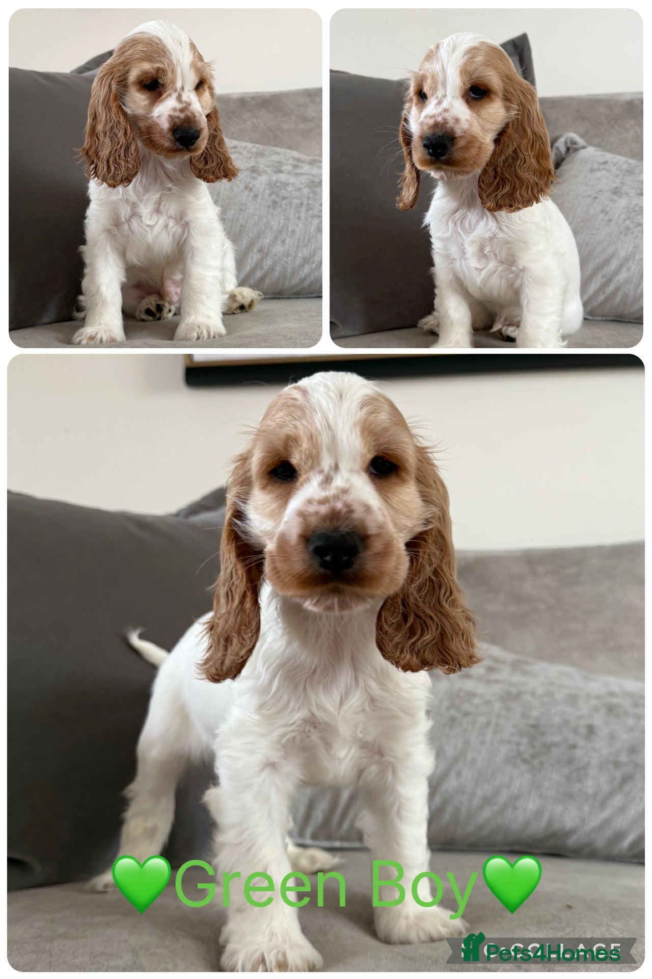 Cocker Spaniel dogs KC Registered Show Type Cocker Spaniel Puppies - Advert 1