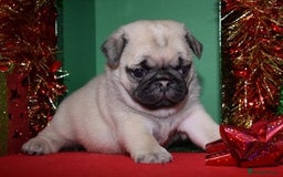 Pug dogs for sale: Lovely Pug - Image 2