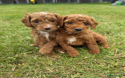 Cockapoo dogs for sale: Adorable F1B cockapoo puppies - Image 4
