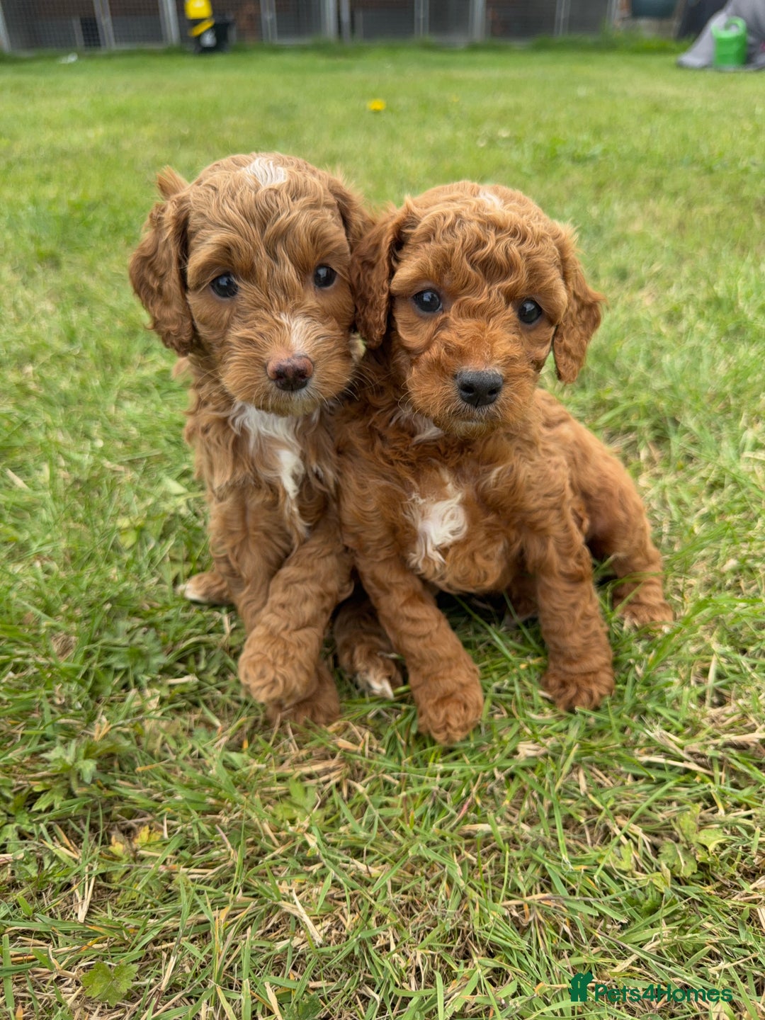 Cockapoo dogs for sale: Adorable F1B cockapoo puppies - Image 4