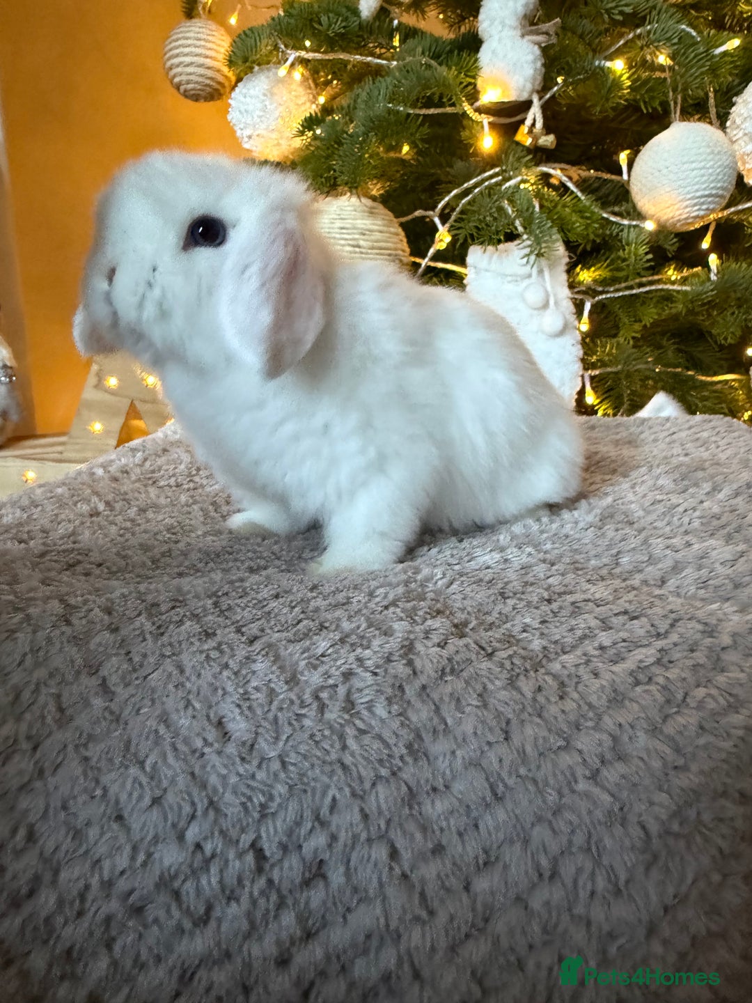 Mini Lop rabbits for sale: Mini lop  - Advert 6