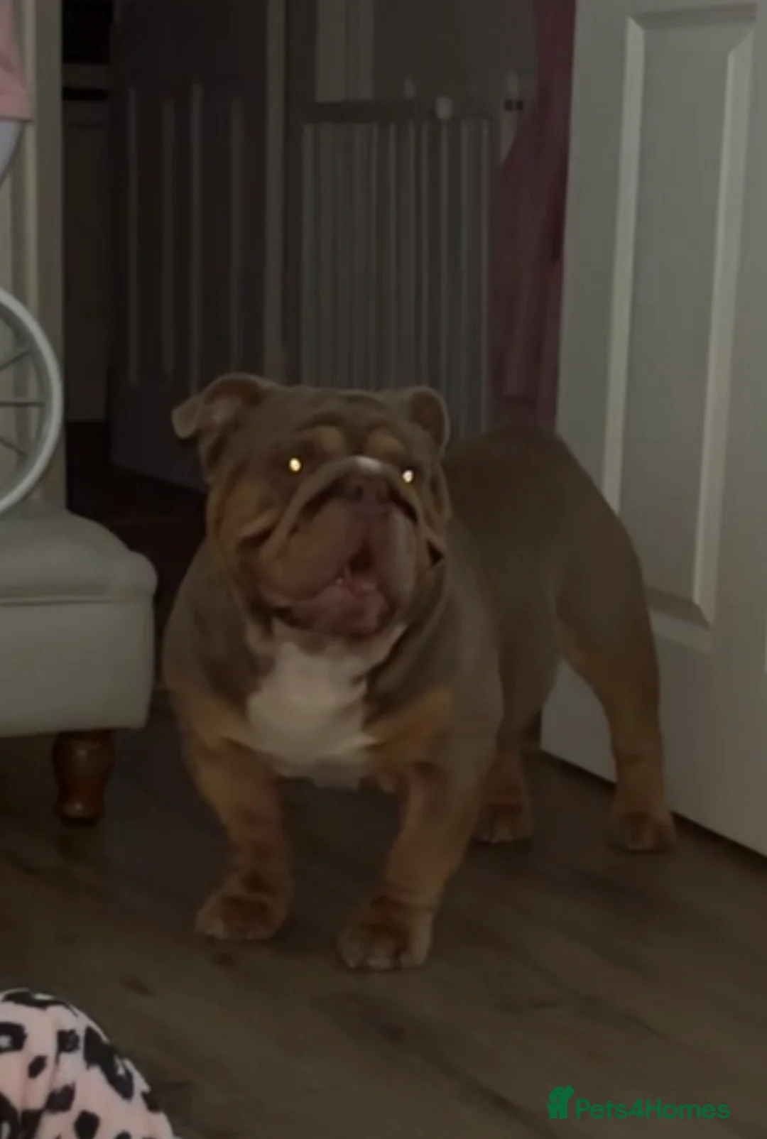 English Bulldog dogs for stud: Luna effect bulldog  - Advert 2