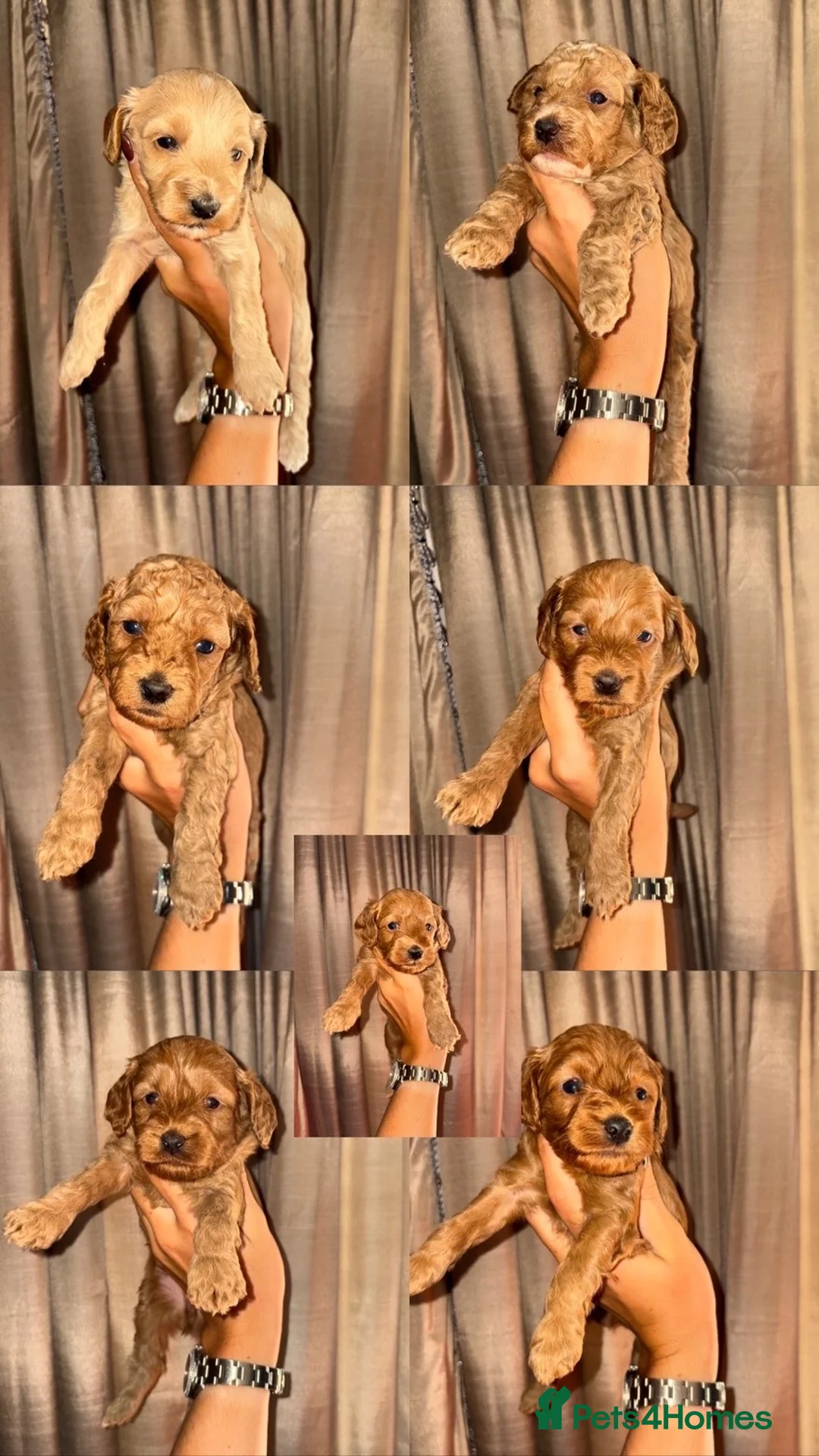 Cockapoo dogs for sale: Beautiful cockapoo f1 puppies ⭐  in Durham - Advert 2