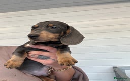 Miniature Dachshund dogs for sale: Mini Dachshund puppies for sale  - Image 23