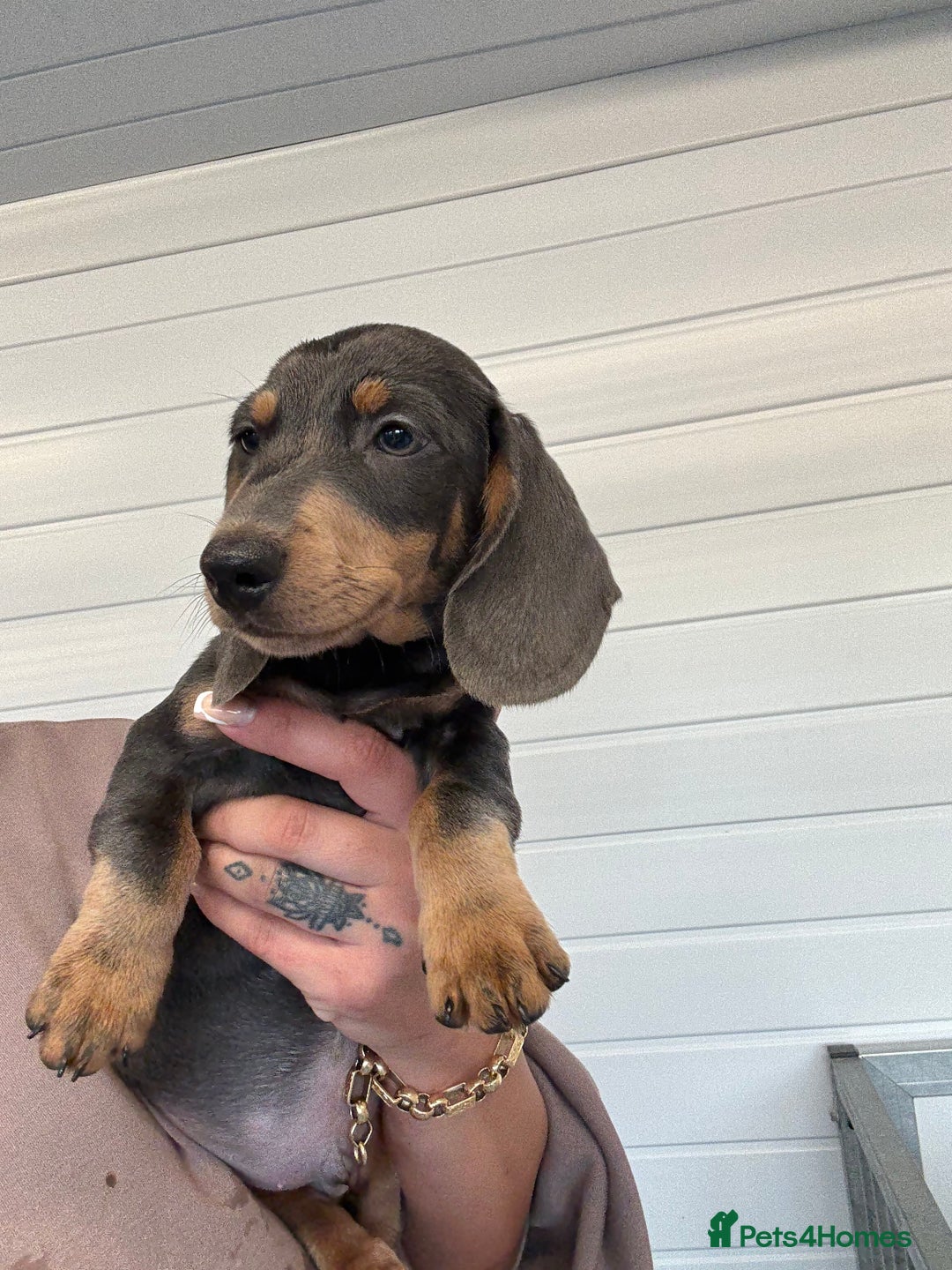 Miniature Dachshund dogs for sale: Mini Dachshund puppies for sale  - Image 23