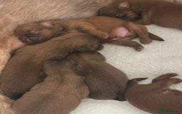 Shih Tzu dogs for sale: Stunning Karashishi Shih tzus - Image 3
