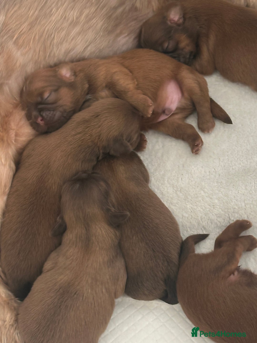 Shih Tzu dogs for sale: Stunning Karashishi Shih tzus - Image 3