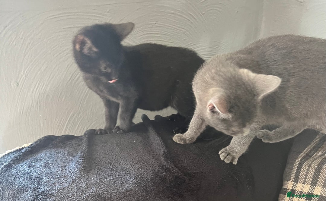 Mixed Breed cats for sale: Munchkin x British shorthair kittens - Advert 23