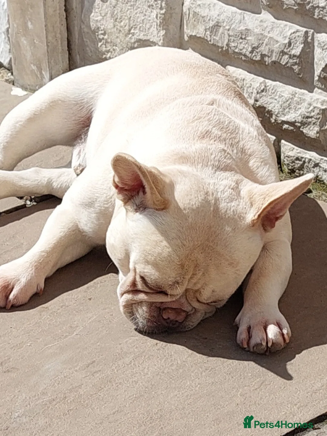 French Bulldog dogs for stud: kc French Bulldog Stud - Advert 17