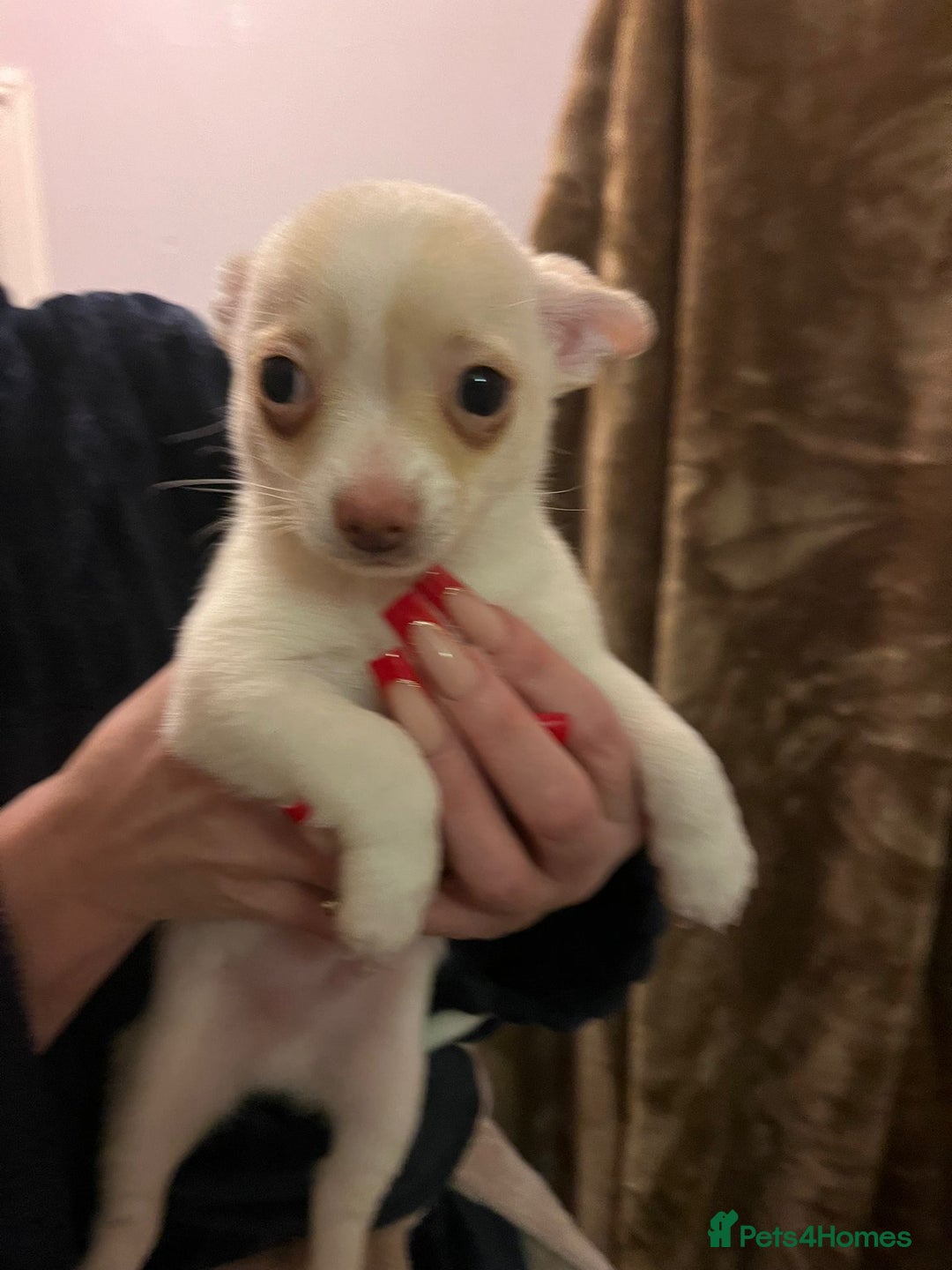 Chihuahua dogs for sale: Two male chihuahuas  - Advert 16