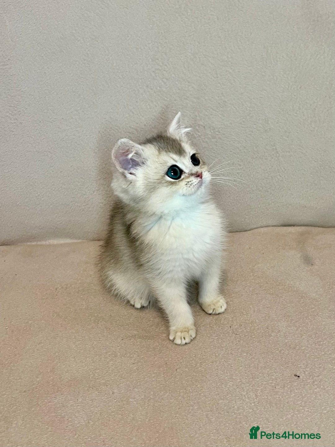 British Shorthair cats for sale: 🐾BSH Golden Kittens🐾  - Advert 39