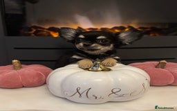 Chihuahua dogs for sale: One left! KC Reg Chihuahua Puppies-  Ready Now - Image 19
