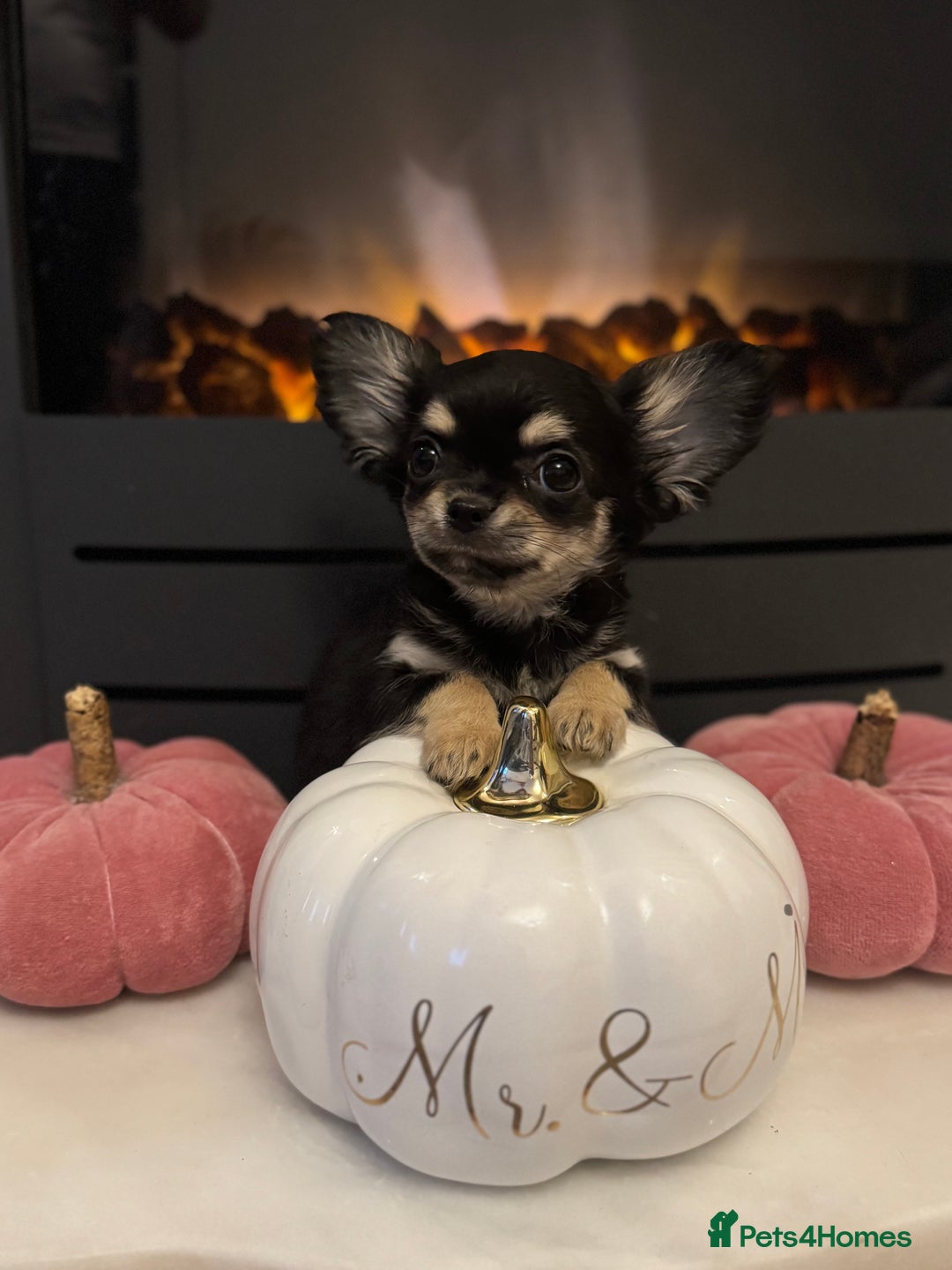 Chihuahua dogs for sale: One left! KC Reg Chihuahua Puppies-  Ready Now - Image 19
