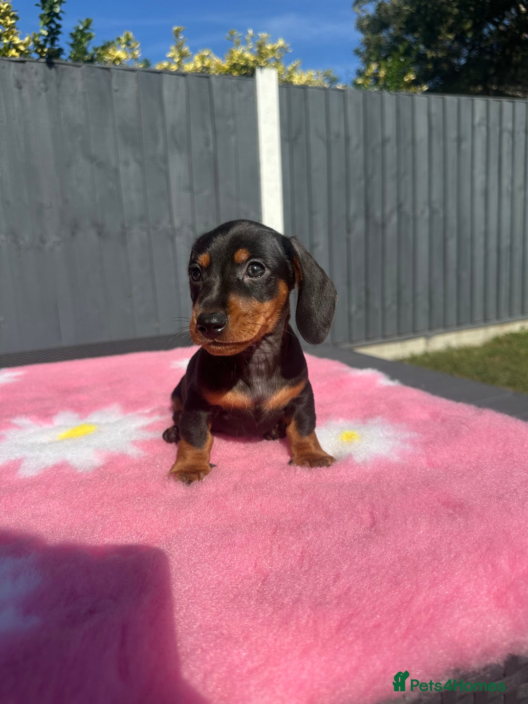 Miniature Dachshund dogs for sale: 4 smooth-hair miniature dachshunds🤎 - Image 4