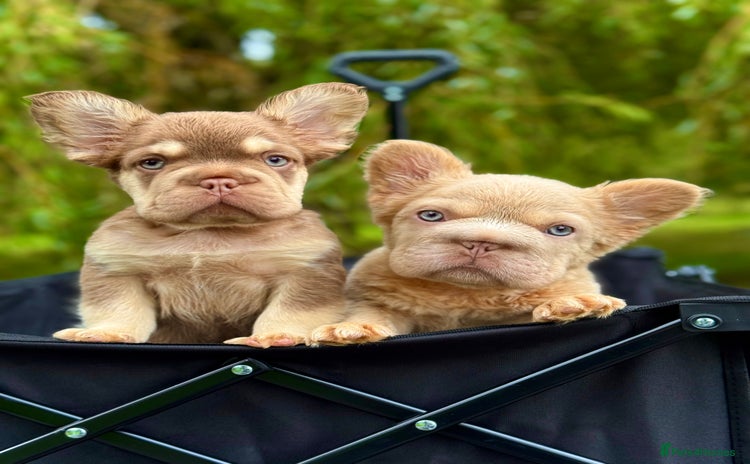 French Bulldog dogs - Advert 4