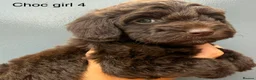 Cockapoo dogs for sale:      F1 Cockapoo Puppies  | Health Tested  - Advert 25