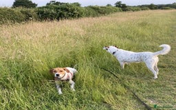 Mixed Breed dogs for adoption: Roscoe Looking For His Forever Home  - Image 13