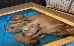 Labrador Retriever dogs for sale: Beautiful fox red puppies  - Image 1