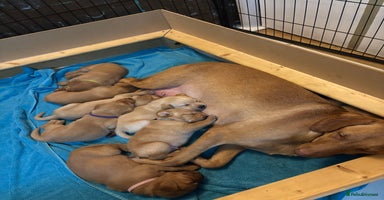 Labrador Retriever dogs Beautiful fox red puppies  - Advert 10