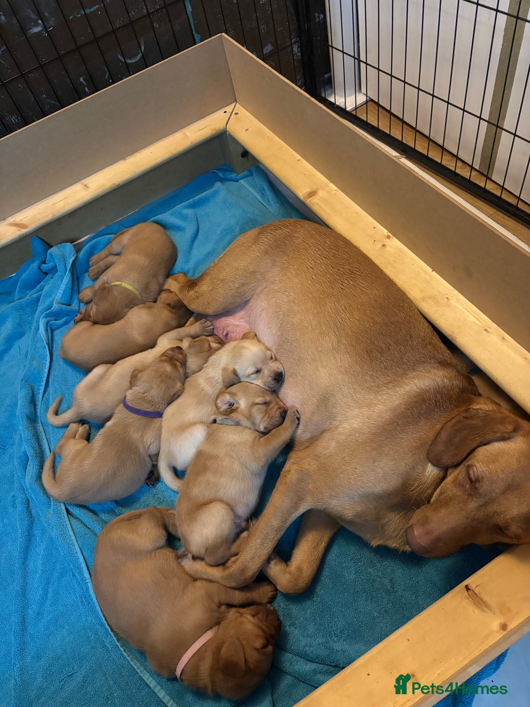 Labrador Retriever dogs for sale: Beautiful fox red puppies  - Image 1