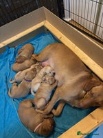 Labrador Retriever dogs Beautiful fox red puppies - Advert 10