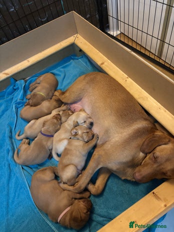 Labrador Retriever dogs - Advert 4