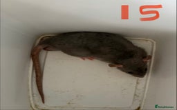 Rat rodents for sale: Mixed baby rats  - Image 15