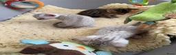 Bengal cats for sale: TICA Pedigree Bengal Kittens Snow & Brown  - Advert 15