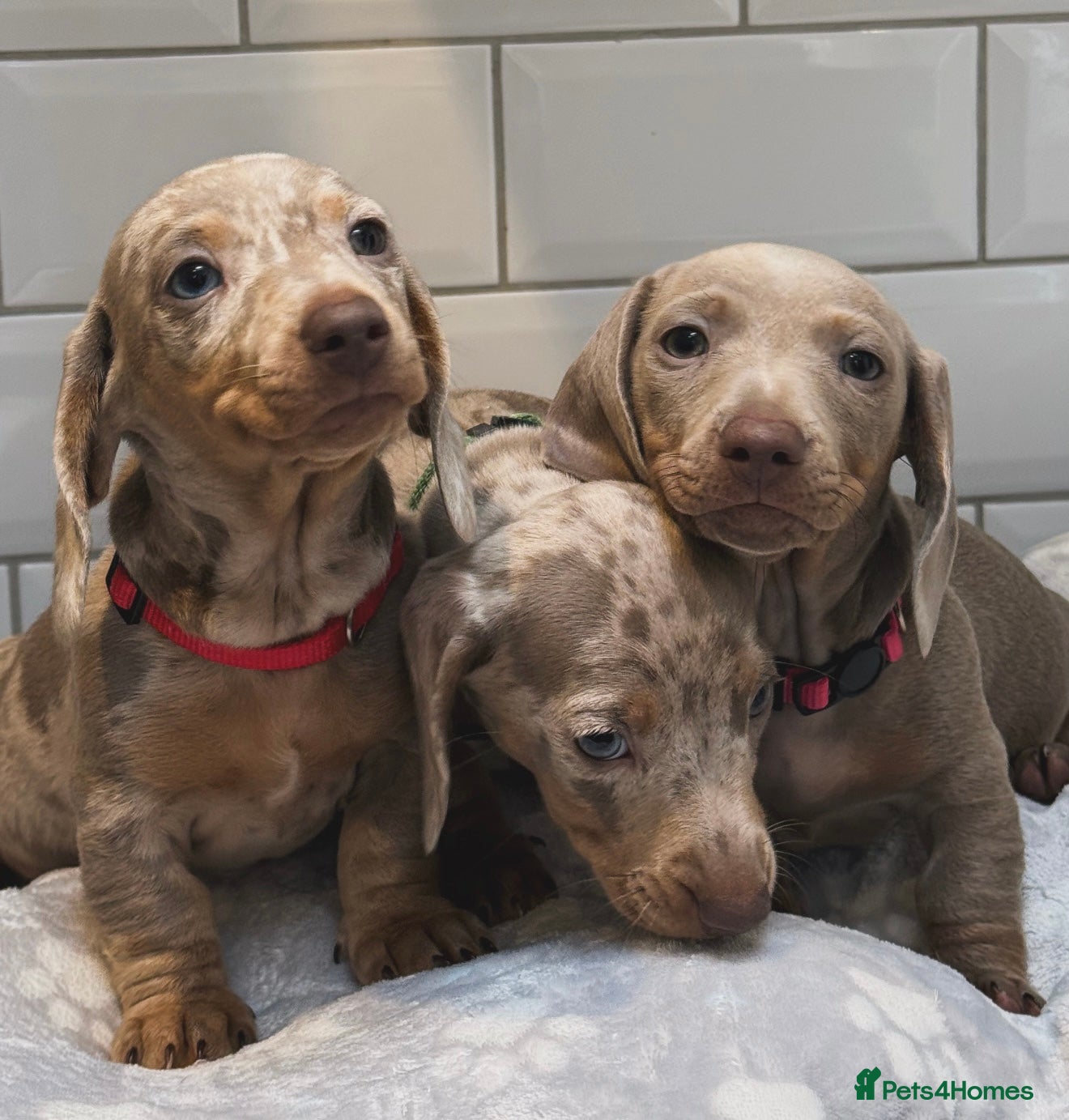 Miniature Dachshund dogs Champion Bloodline - Miniature Dachshund Puppies - Advert 17