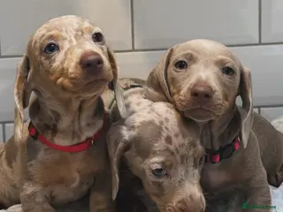 Miniature Dachshund dogs Champion Bloodline - Miniature Dachshund Puppies - Advert 17