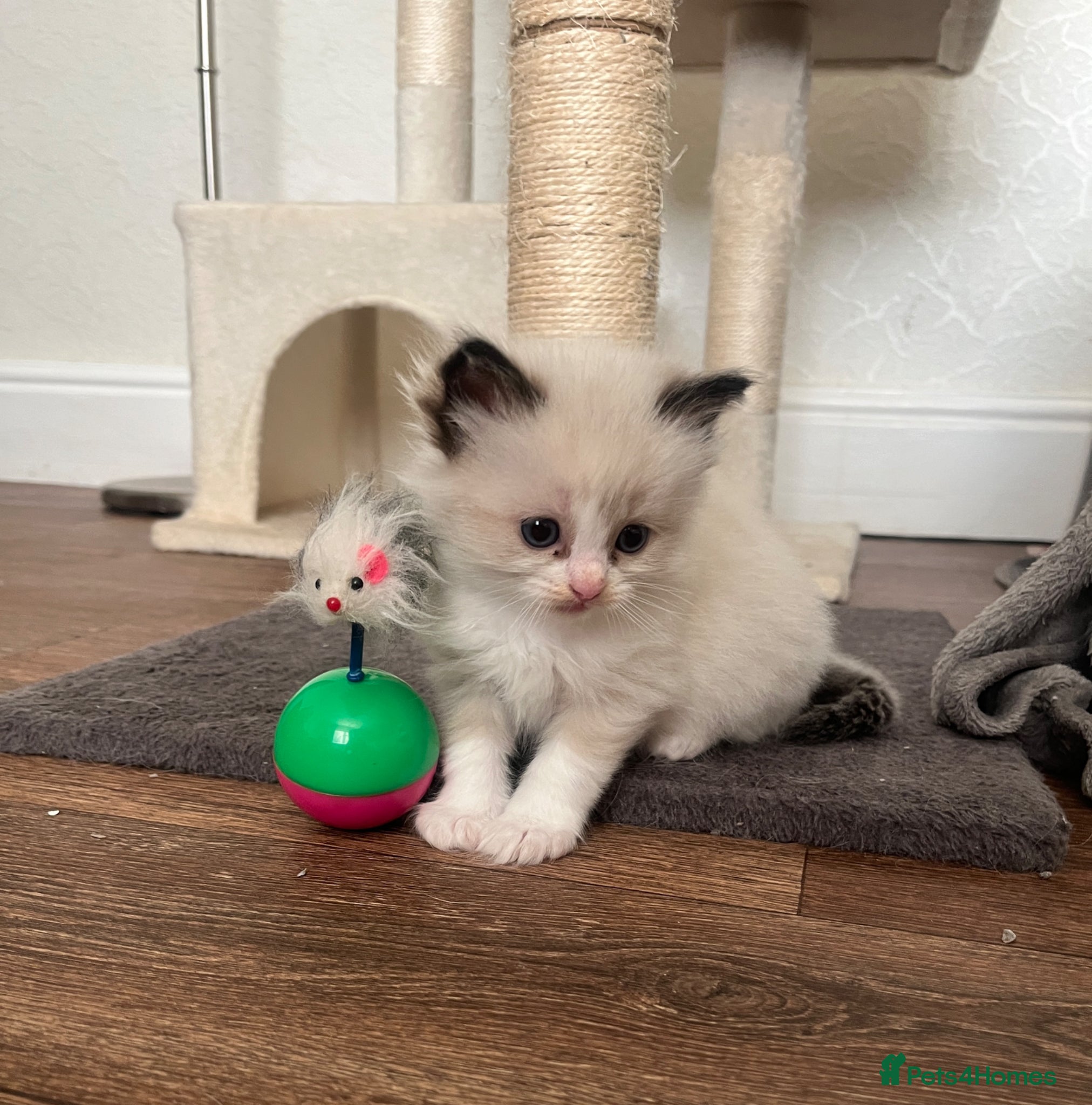 Ragdoll cats for sale: GCCF Registered Ragdoll Kittens  - Advert 9