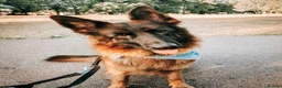 German Shepherd dogs for sale: KC German Shepherd puppies  - Advert 17