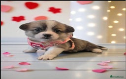 Welsh Corgi Pembroke dogs for sale: Kc reg Serbian lined babies - Image 5
