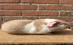 Guinea Pig rodents for sale: Teddy boy - Image 2