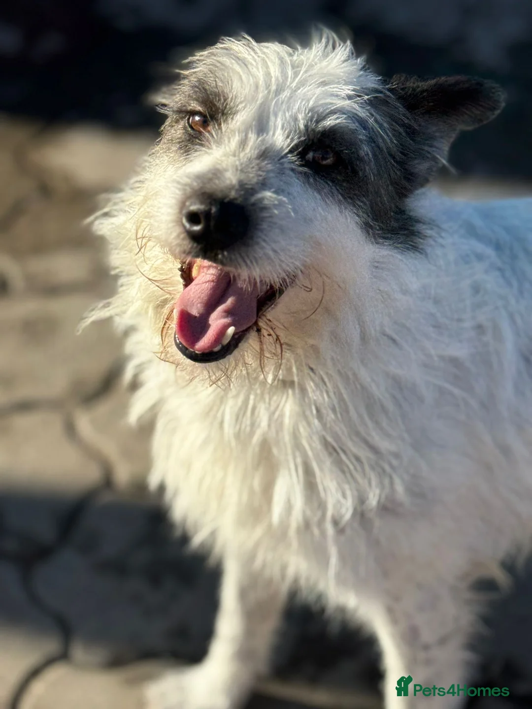 Mixed Breed dogs for adoption: 🐾MIRA🐾, a beautiful young girl for a Loving Home - Advert 27