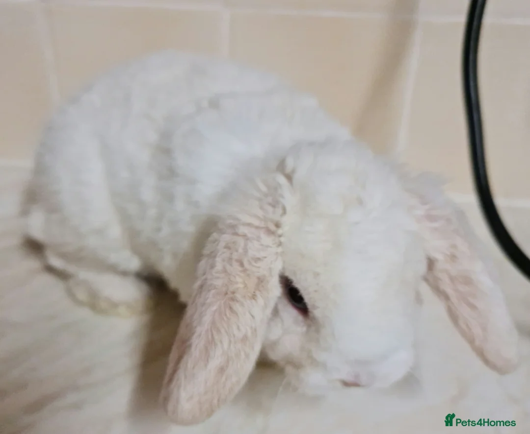 Mini Lop rabbits for sale: 3 mIni PLUSH lops ready 7/03. 2 BLUE EYED! - Advert 10