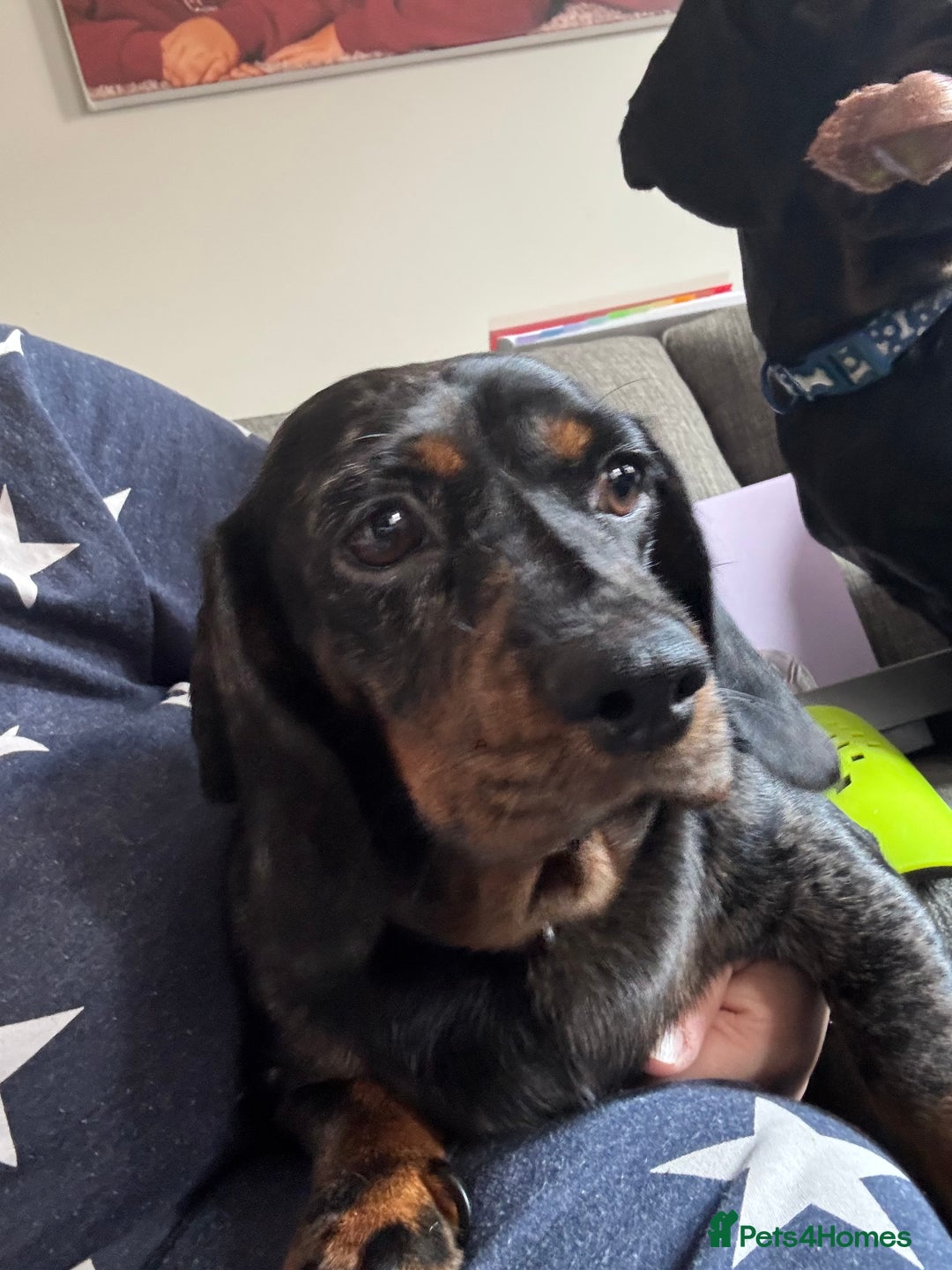 Mixed Breed dogs for sale: Docker - miniature daschund X American cocker  - Image 7