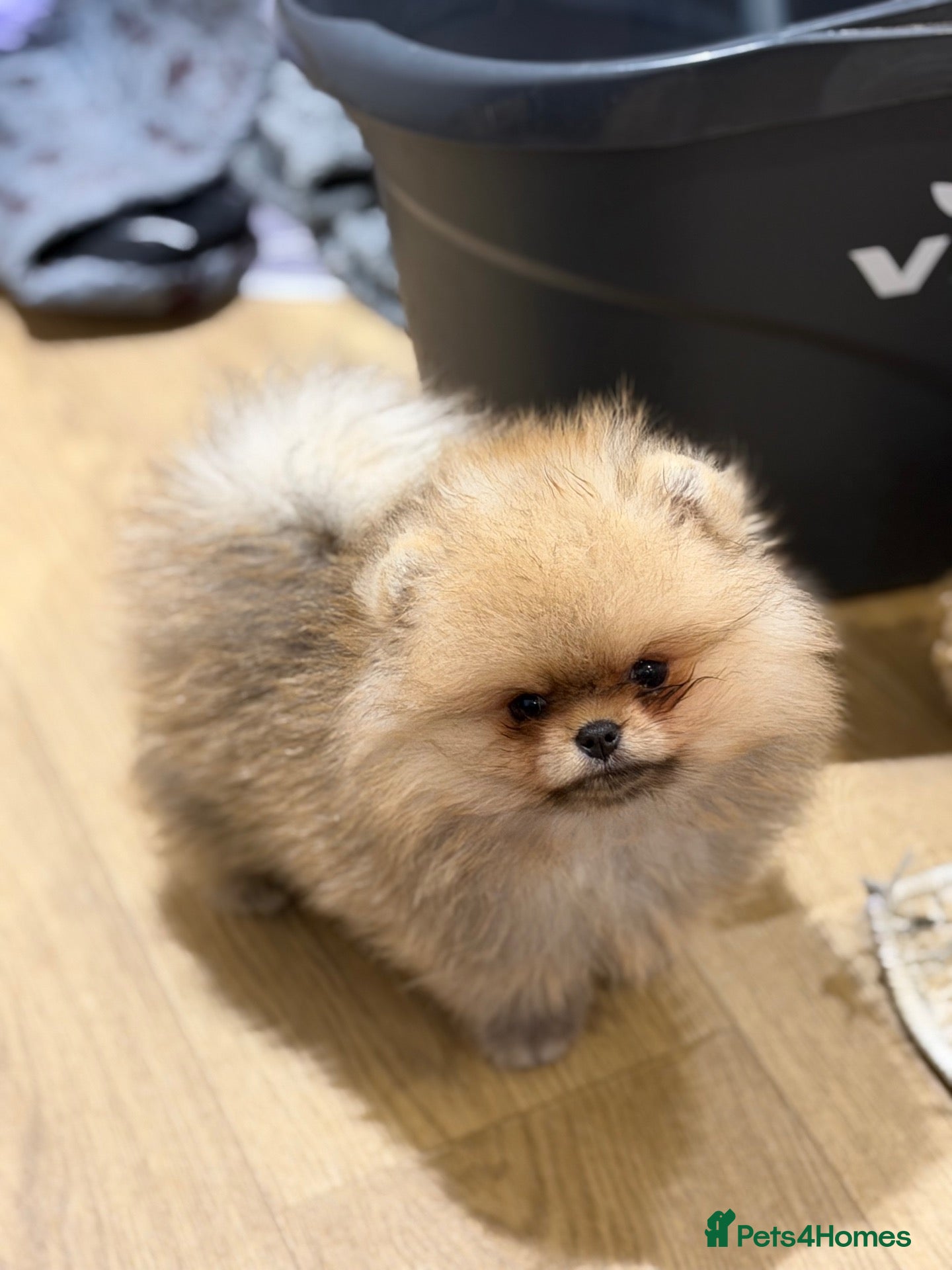 Pomeranian dogs for sale: Teddy  face small size - Advert 1