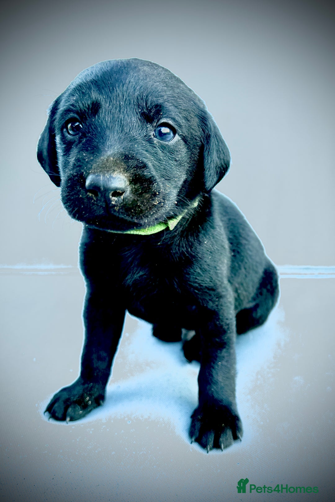 Labrador Retriever dogs for sale: ✨Gorgeous Labrador Puppies Ready for New Homes! ✨ - Image 11