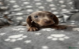 Miniature Dachshund dogs for sale: Miniature Dachshund Puppies  - Image 4