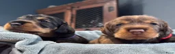 Dachshund dogs for sale: Stunning Kc standard wirehaired  - Advert 18