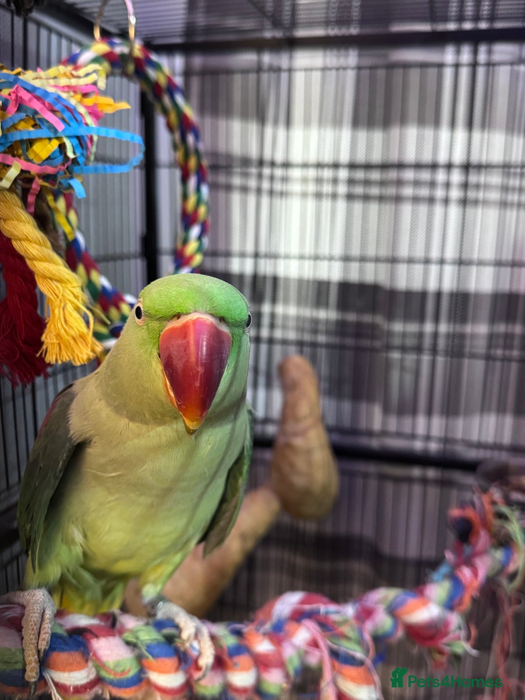 Parrots birds for sale: Alexandrine parrot  - Image 6