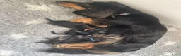 Miniature Dachshund dogs for sale: MINIATURE DACHSHUND PUPPIES  - Advert 7
