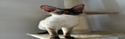 Cornish Rex cats for sale: Cornish Rex Chocolate Point Male 9 months £500 - Advert 13