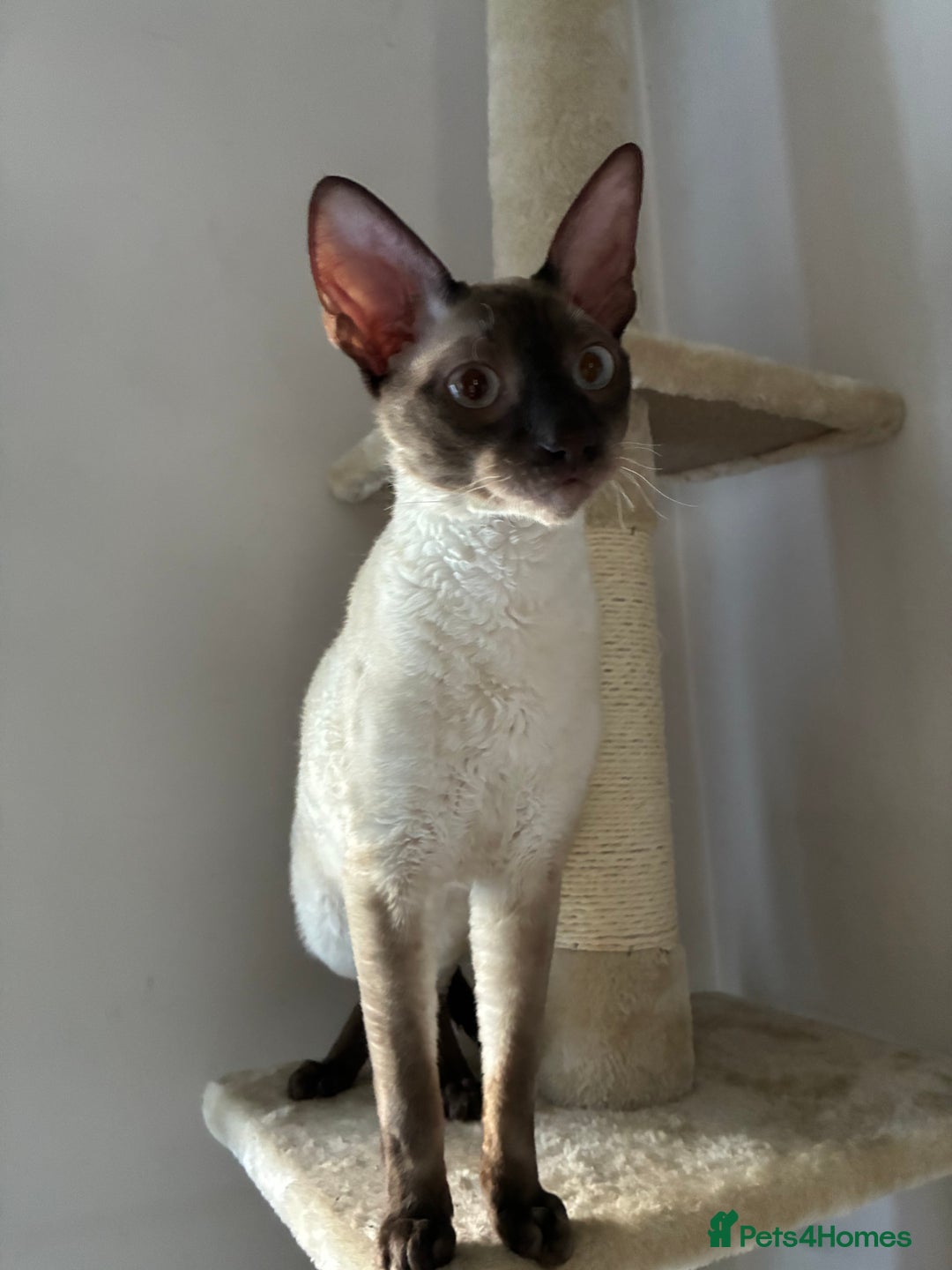 Cornish Rex cats for sale: Cornish Rex Chocolate Point Male 9 months £500 - Advert 13