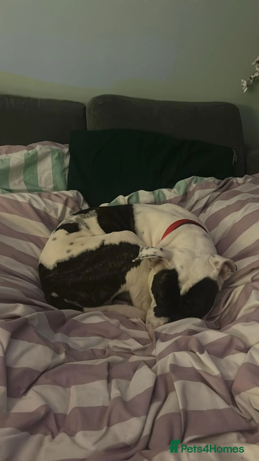 Mixed Breed dogs for sale: ROCKET  - Advert 12