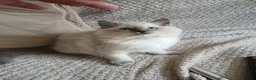 Ragdoll cats for sale: Ragdoll kittens  in Ramsgate - Advert 6