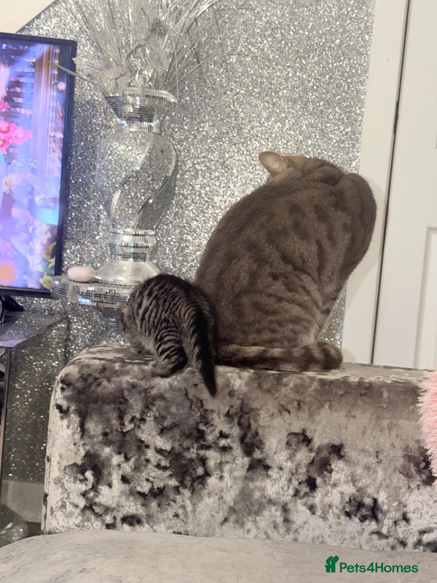 Mixed Breed cats Female grey brown tabby  - Advert 1